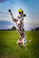 KONG Air Dog Football zabawka dla psa M - Zdjęcie 2