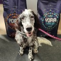 YORA All Breed Mono Insect Superfood, sucha karma dla psów wszystkich ras z insektami, 6 kg - Zdjęcie 5