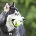 KONG Air Dog Squeakair Balls zabawka dla psa M/3x - Zdjęcie 2