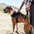 ZEE DOG Szelki dla psa Fly harness Gotham, rozm. 2 - Zdjęcie 7