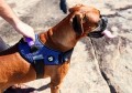ZEE DOG Szelki dla psa Fly harness Wicked, rozm. 3 - Zdjęcie 8