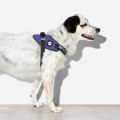 ZEE DOG Szelki dla psa Fly harness Wicked, rozm. 2 - Zdjęcie 6