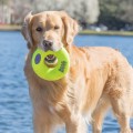 KONG Zabawka dla psa Airdog Donut M - Zdjęcie 3