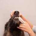 VET EXPERT Caryodent Fingers Wipes, czyściki do zębów dla psa i kota, 50 szt - Zdjęcie 3