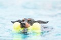 KONG Air Dog Bone zabawka dla psa L - Zdjęcie 2