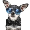 ZEE DOG Muszka dla psa Skull S - Zdjęcie 3