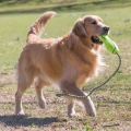 KONG Zabawka dla psa Airdog Fetch Stick W/Rope M - Zdjęcie 2