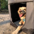INNOPET Klatka transportowa dla zwierząt, 102cm Czarny/Szary - Zdjęcie 4